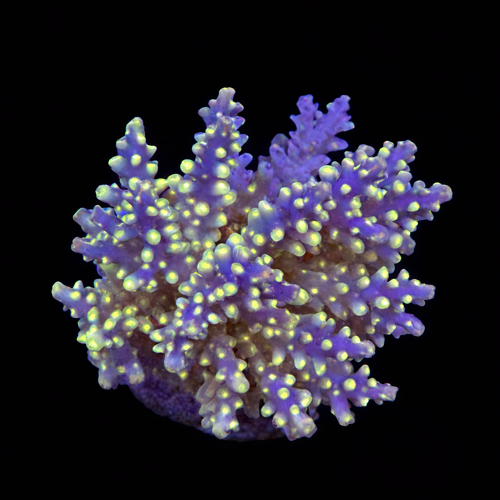 Acropora sp. M (Length 6-7 cm) WYSIWYG (1787945912834)