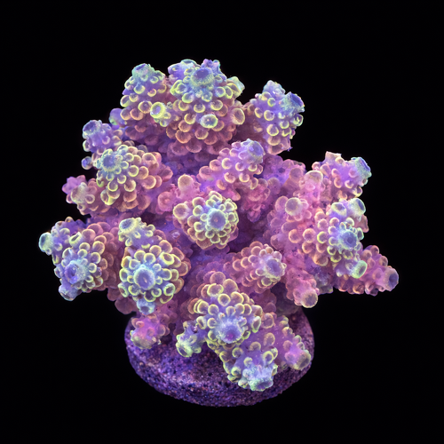 Acropora sp. M (Length 6-7 cm) WYSIWYG (1787945915094)