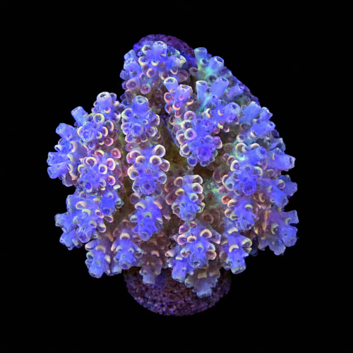 Acropora sp. M (Length 6-7 cm) WYSIWYG (1787945917397)