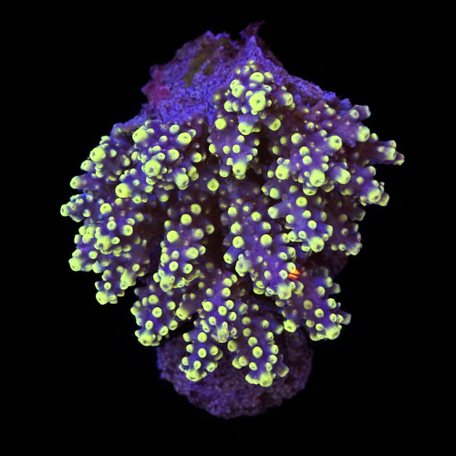 Acropora sp. M (Ong. 6-7 cm) WYSIWYG (1787945979986)