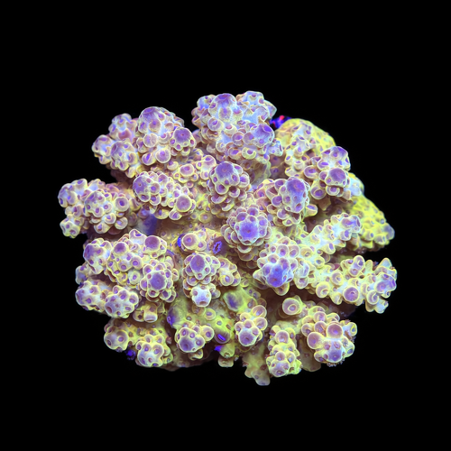 Acropora sp. M (Length 6-7 cm) WYSIWYG (1793117276780)