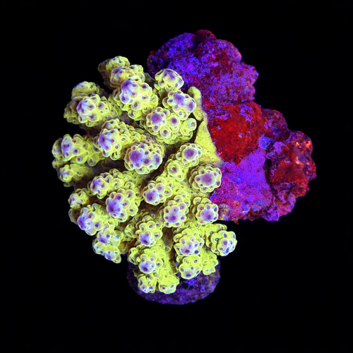 Acropora sp. M (Length 6-7 cm) WYSIWYG (1793117549028)