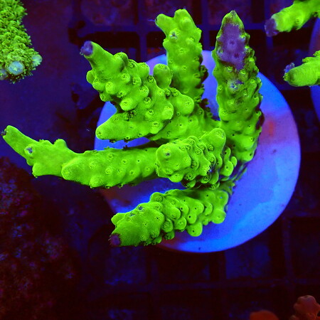 Acropora sp. Ulktra Green WYSIWYG (1759518111485)