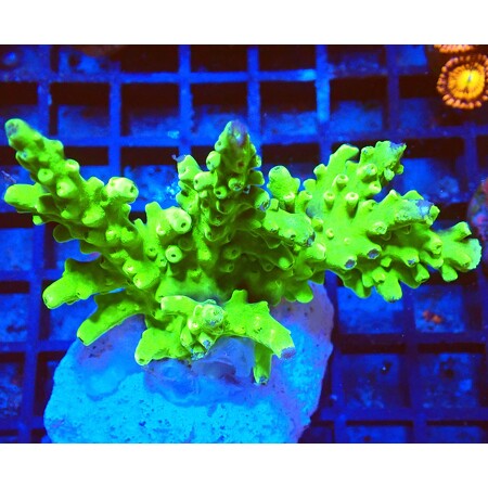 Acropora sp. Ultra green WYSIWYG (1759517754884)