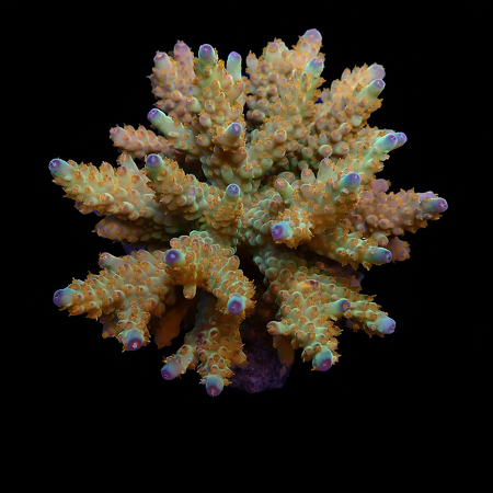 Acropora sp. Ultra XL (Approx. 10-12 cm) WYSIWYG (1778573739650)