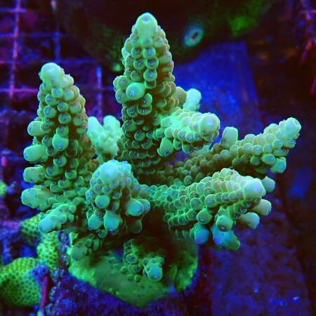 Acropora sp. WYSIWYG (1756489526651)