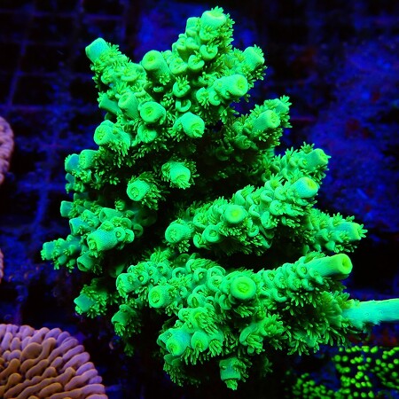 Acropora sp. WYSIWYG (1756489634153)