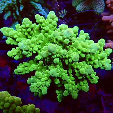 Acropora sp. WYSIWYG (1756489659502)