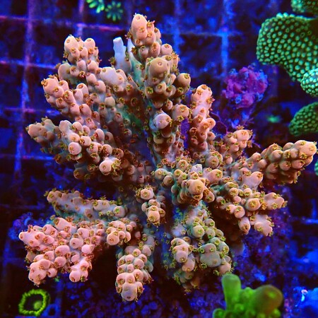 ARKA Reef Ceramic Branch Nature 50 Cm - Decorazione Per Acquario In Ceramica, Fatto A Mano In Germania - Foto 9