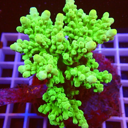 Acropora sp. WYSIWYG (1757698573034)