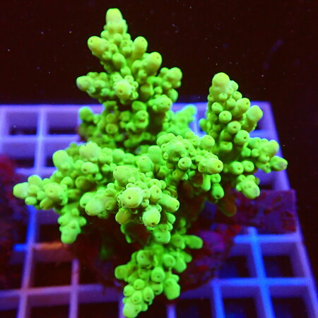 Acropora sp. WYSIWYG (1757698616003)