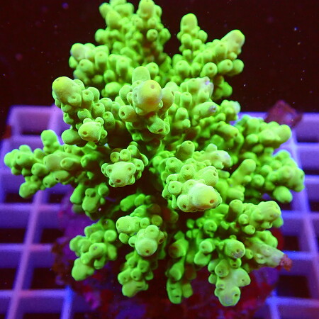 Acropora sp. WYSIWYG (1757698632137)