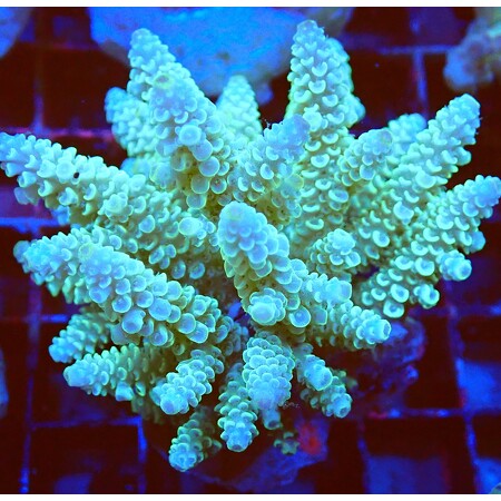 Acropora sp. WYSIWYG (1760773214747)