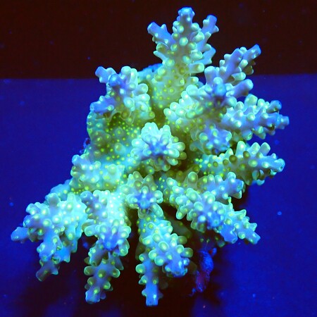 Acropora sp. WYSIWYG (1760773339796)