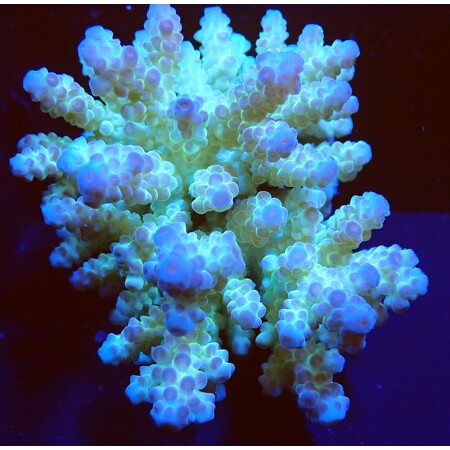 Acropora sp. WYSIWYG (1760775321161)