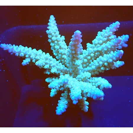 Acropora sp. WYSIWYG (1760775420877)