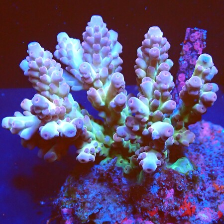 Acropora sp. WYSIWYG (1760775587073)
