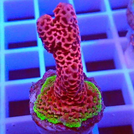 Acropora sp. WYSIWYG (1766178102463)