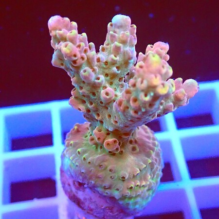 Acropora sp. WYSIWYG (1766178120994)