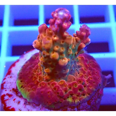 Acropora sp. WYSIWYG (1766178137162)