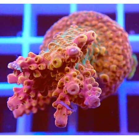 Acropora sp. WYSIWYG (1766178156878)