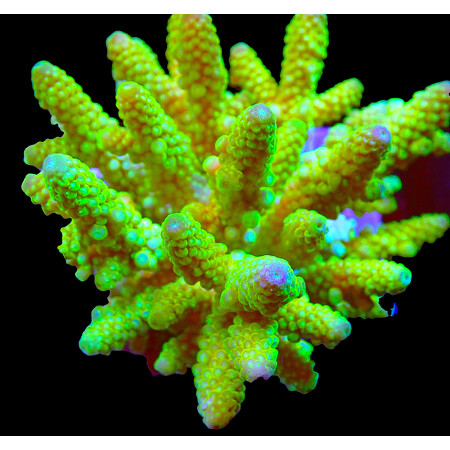 Acropora Sp WYSIWYG (1766181370788)