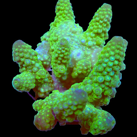 Acropora sp. WYSIWYG (1766181443438)