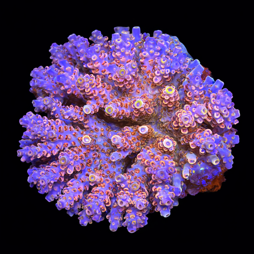 Acropora sp. XL (Length 10-12 cm) WYSIWYG (1793117261049)
