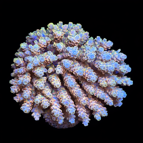 Acropora sp. XL (Length 10-12 cm) WYSIWYG (1793117269960)