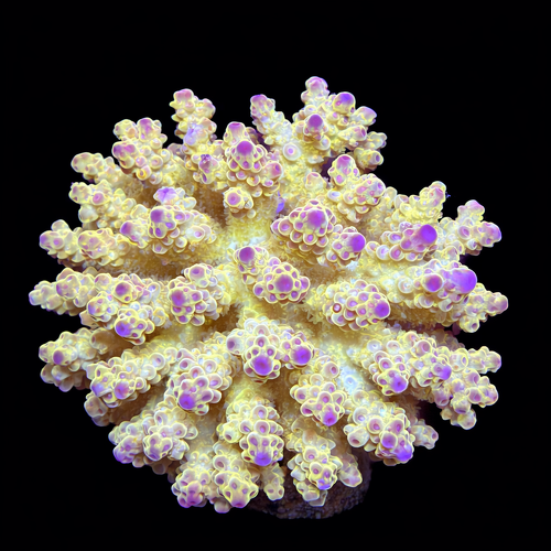 Acropora sp. XL (Length 10-12 cm) WYSIWYG (1793117290193)
