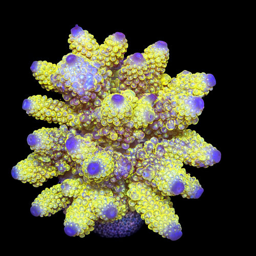 Acropora sp. XL (Length 10-12 cm) WYSIWYG (1793117551184)