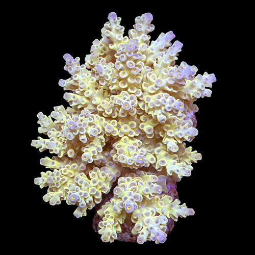 Acropora sp. XL (Length 10-12 cm) WYSIWYG (1793117553529)