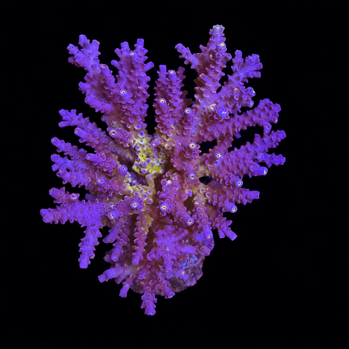 Acropora sp. XL (Length 10-12 cm) WYSIWYG (1793212291036)