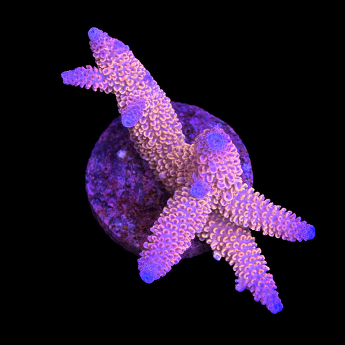 Acropora sp. XL (Length 10-12 cm) WYSIWYG (1793212315654)