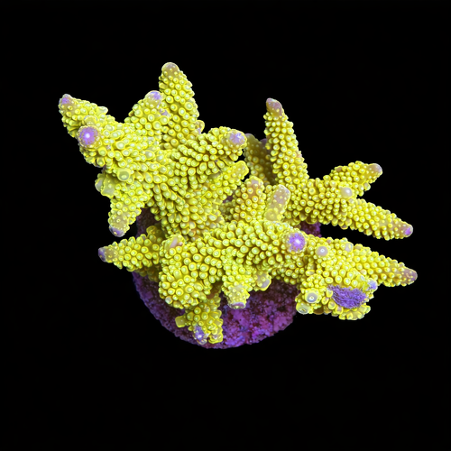 Acropora sp. XL (Length 10-12 cm) WYSIWYG (1793212332774)