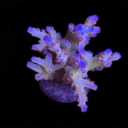 Acropora sp. XL (Length 10-12 cm) WYSIWYG (1793212451306)