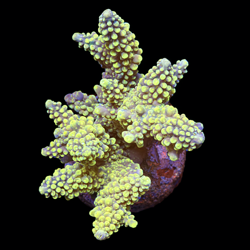 Acropora sp. XL (Length 10-12 cm) WYSIWYG (1793212479938)