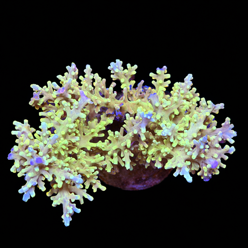 Acropora sp. XL (Length 10-12 cm) WYSIWYG (1793212496987)