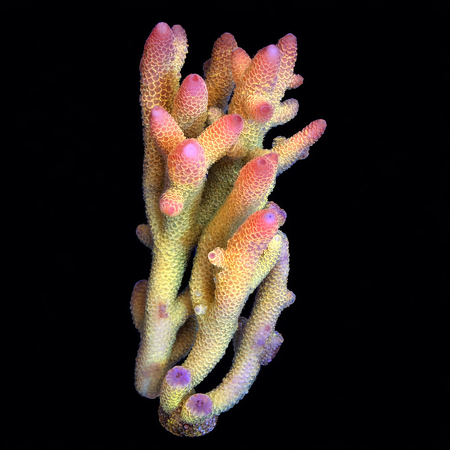 Acropora Spatgulata ultra XXL (Length 15+ cm) WYSIWYG (1785956190114)