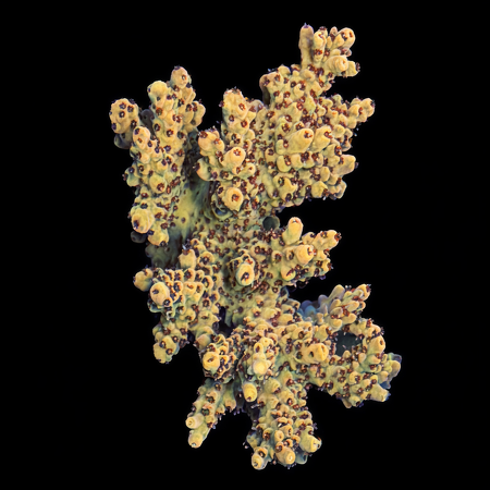 Acropora Special L (Long. 8-9 cm) WYSIWYG (1773439196263)