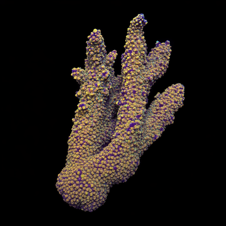Acropora Special Rare XL (Length 10-12 cm) WYSIWYG (1773439358861)