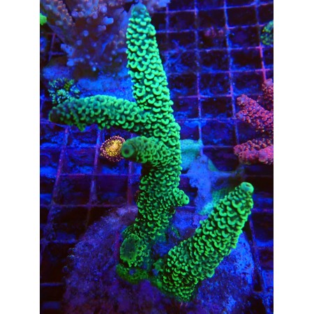 Acropora Special WYSIWYG (1755875937777)