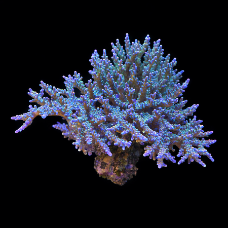 Acropora special XXXXL (Length 25+ cm) WYSIWYG (1784810216080)
