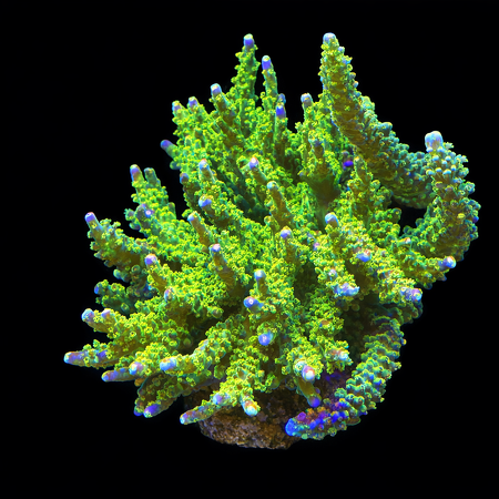 Acropora tenuis Green Purple XL (Ong. 10-12 cm) WYSIWYG (1784810161960)