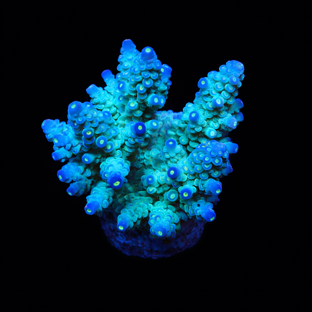 Acropora Tenuis L (Ong. 8-9 cm) WYSIWYG (1773253720050)