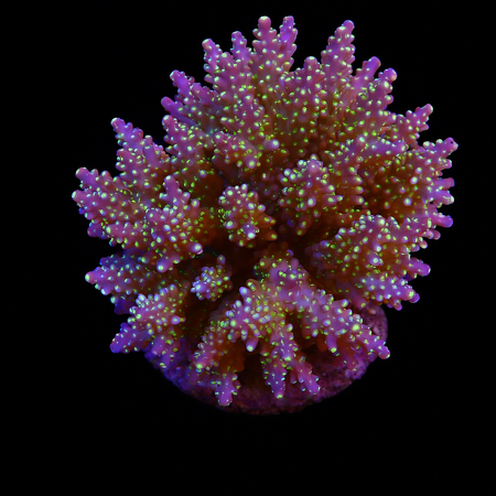 Acropora Tricolor L (Approx. 8-9 cm) WYSIWYG (1778574609966)
