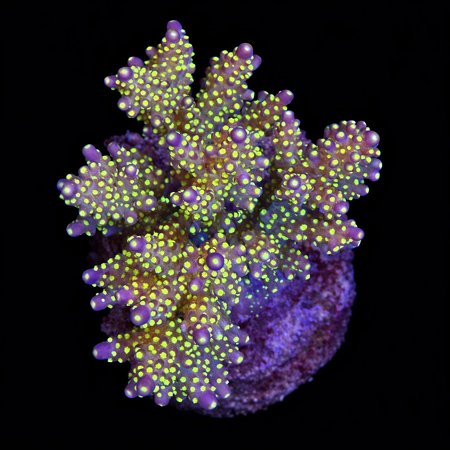 Acropora Tricolor L (Ong. 8-9 cm) WYSIWYG (1785861855927)