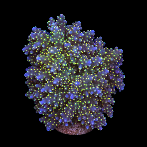Acropora Tricolor L (Approx. 8-9 cm) WYSIWYG (1790874485819)