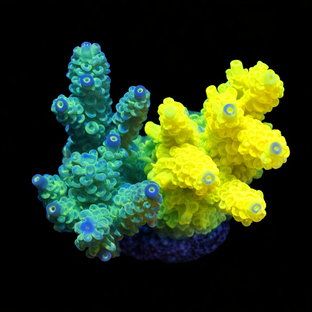 Acropora Twee kleuren M (Ong. 6-7 cm) WYSIWYG (1773333249737)