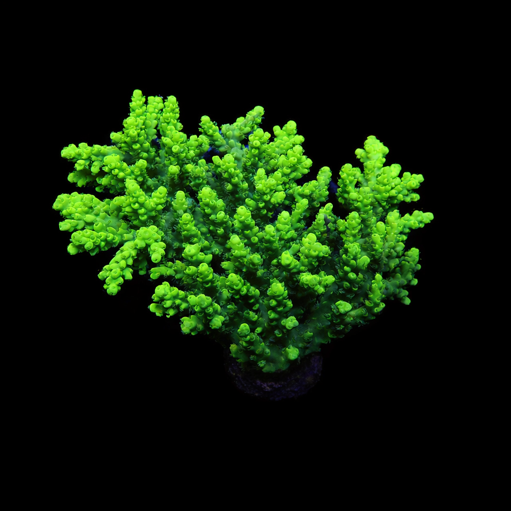 Acropora ultra green table XL (Ong. 10-12 cm) WYSIWYG (1779735170191)